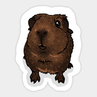 Chocolate Agouti Guinea Pig Sticker